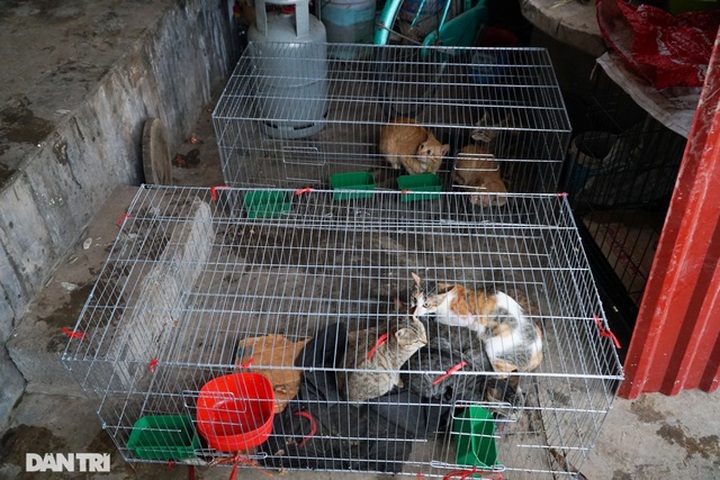 Vietnam to fine animal abusers - 1