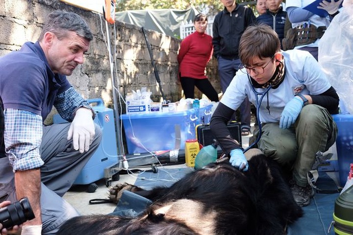 Asiatic black bear rescued after being kept for 30 years - 2