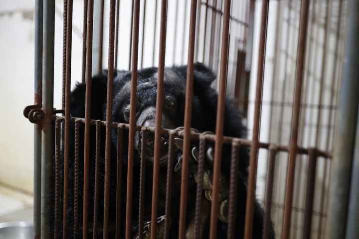 Bear rescued from two-decade captivity in HCM City - 1 Bear rescued from two-decade captivity in HCM City - 1