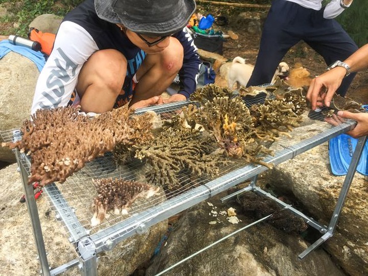 Young people save Danang coral reefs - 1