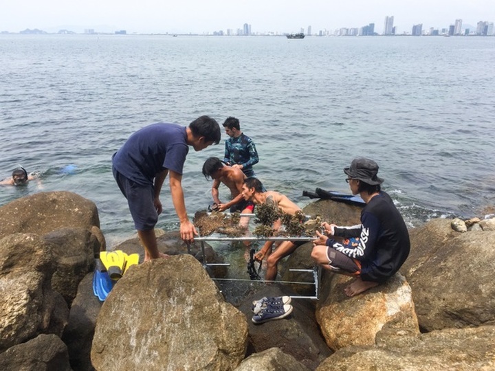 Young people save Danang coral reefs - 3