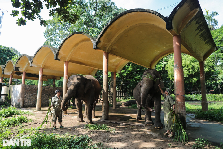 Saigon Zoo elephant dung used to make paper - 1 Saigon Zoo elephant dung used to make paper - 1