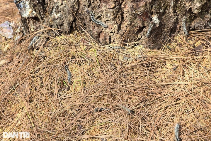 Nghe An pine forests ravaged by caterpillars - 1