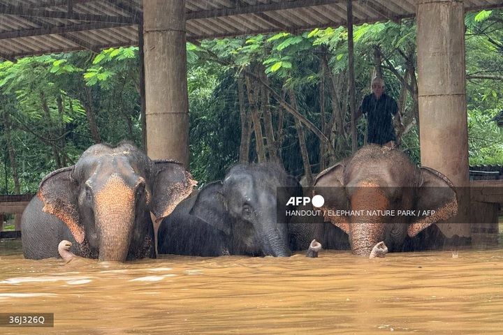 Elephants evacuated, animals stranded in floods in Thailand - 1 Elephants evacuated, animals stranded in floods in Thailand - 1