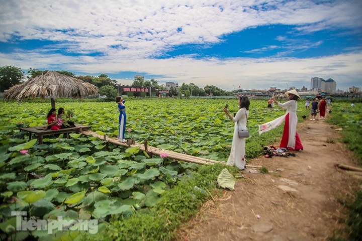 Lotus pond owners in Hanoi making big money - 1 Lotus pond owners in Hanoi making big money - 1