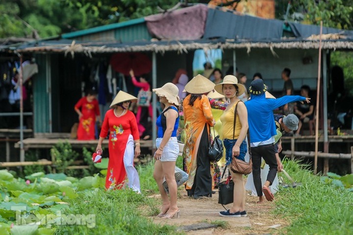 Lotus pond owners in Hanoi making big money - 2 Lotus pond owners in Hanoi making big money - 2