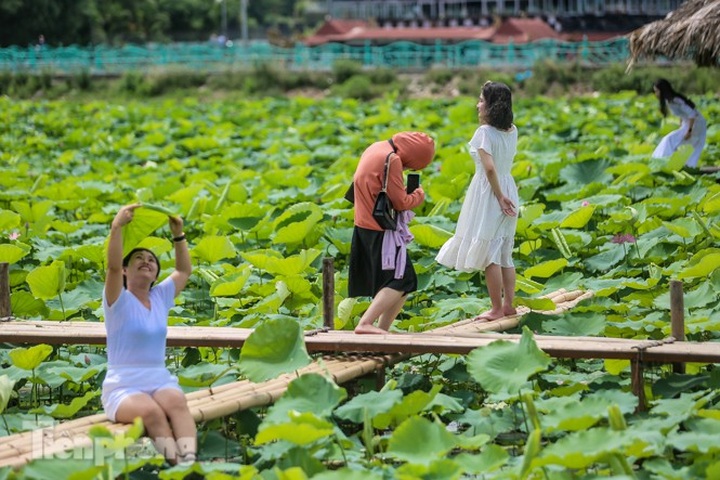Lotus pond owners in Hanoi making big money - 4 Lotus pond owners in Hanoi making big money - 4