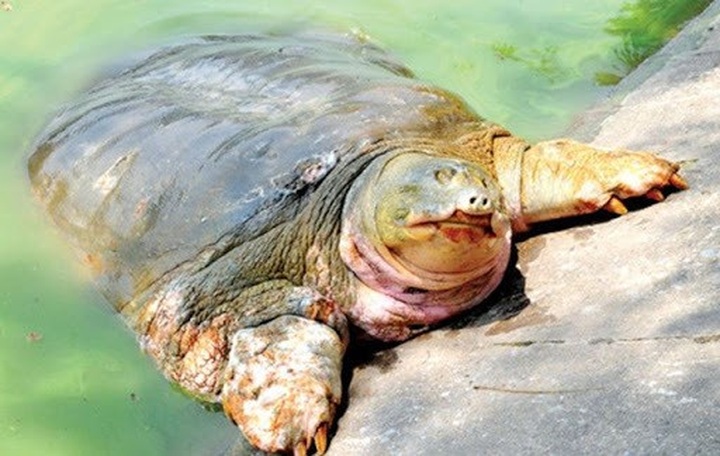 Danko Group funds project to protect Hoan Kiem turtles - 1
