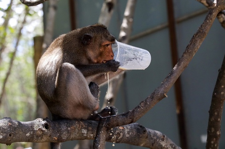 Exploring Monkey Kingdom in HCM City’s forest - 6