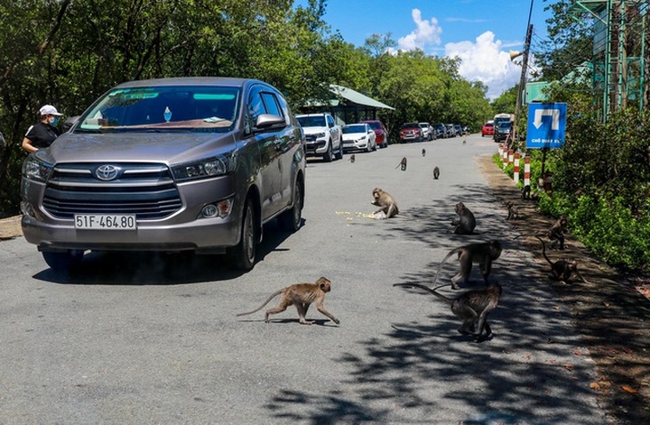 Exploring Monkey Kingdom in HCM City’s forest - 3