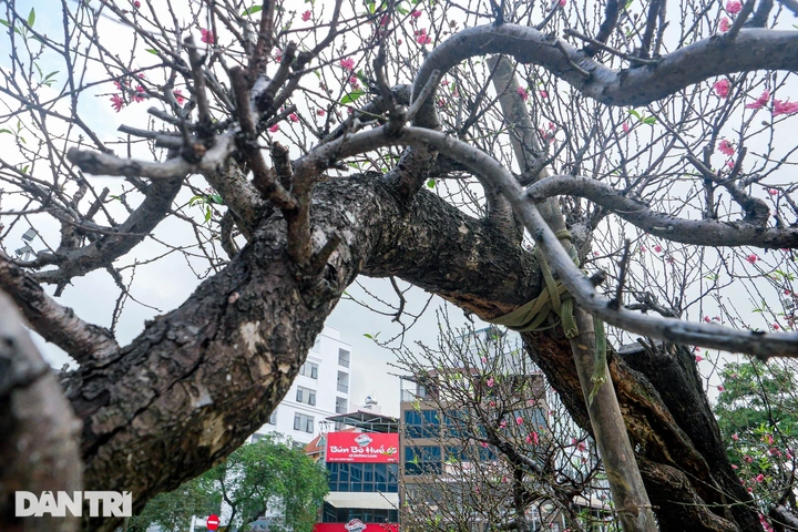 Giant peach trees offered for rent during Tet - 3