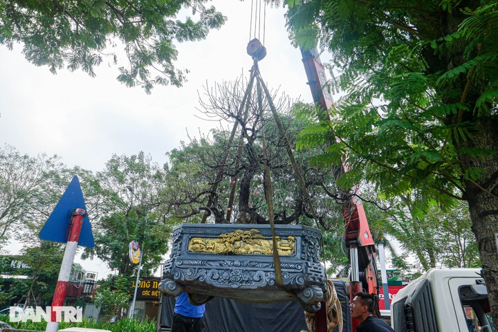 Giant peach trees offered for rent during Tet - 2