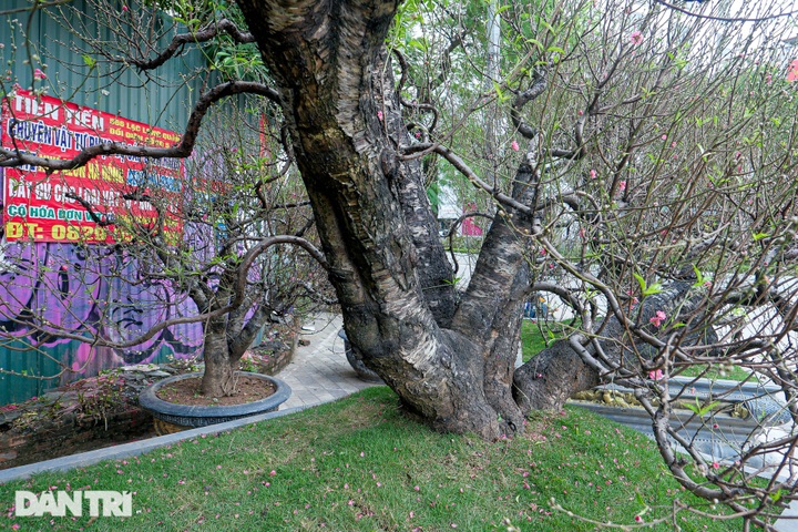 Giant peach trees offered for rent during Tet - 5