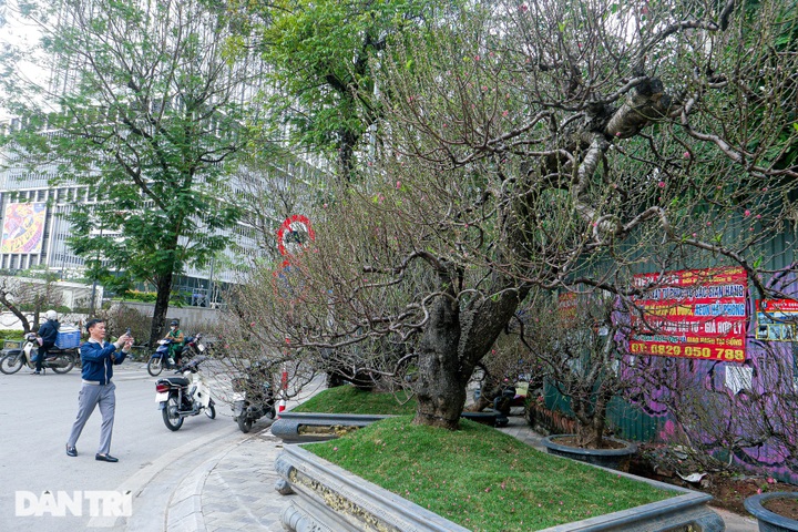 Giant peach trees offered for rent during Tet - 6