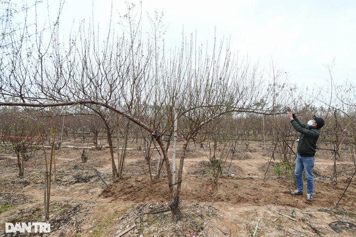 Hanoi streets covered in pink peach blossoms as Tet nears - 8