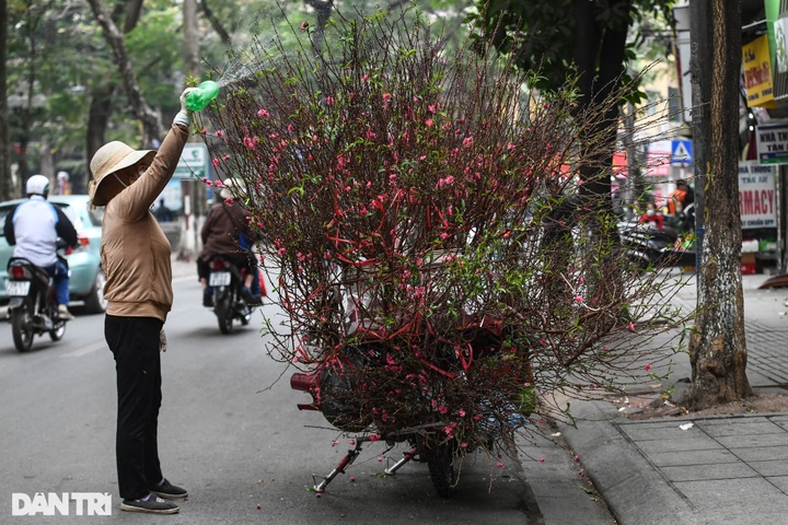 Hanoi streets covered in pink peach blossoms as Tet nears - 5
