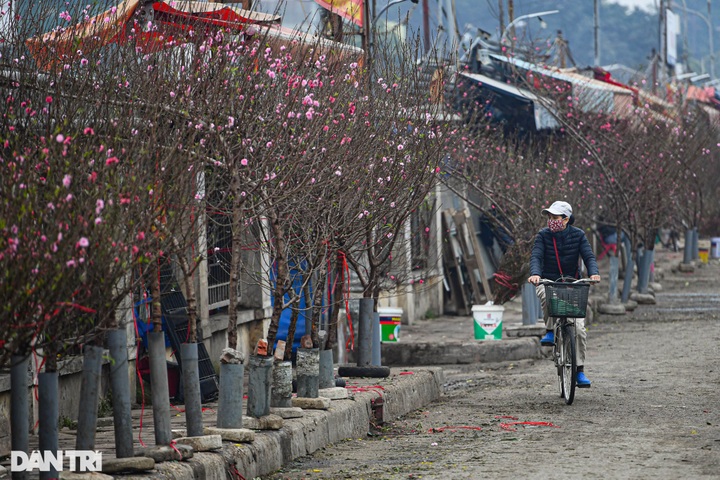 Hanoi streets covered in pink peach blossoms as Tet nears - 6