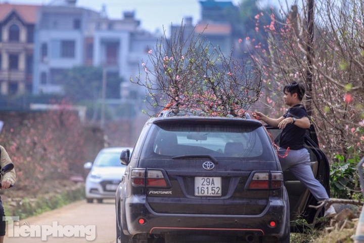 Early peach blossoms worry Hanoi growers - 7 Early peach blossoms worry Hanoi growers - 7