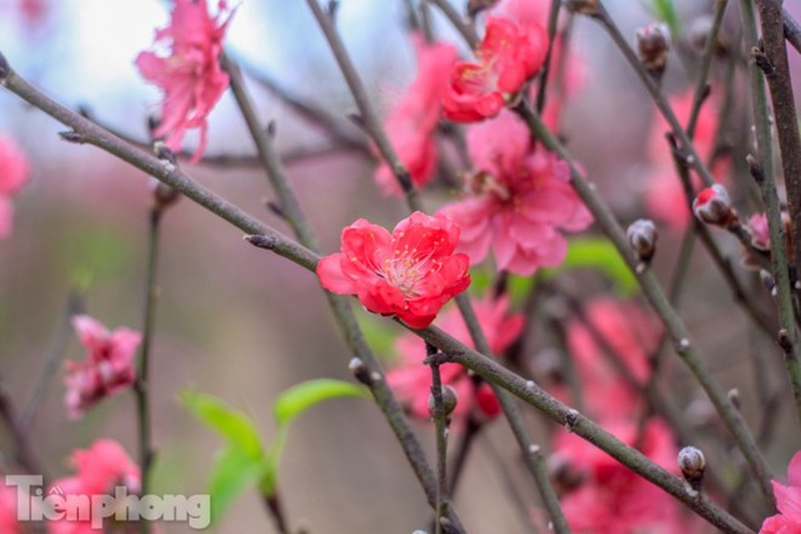 Early peach blossoms worry Hanoi growers - 8 Early peach blossoms worry Hanoi growers - 8