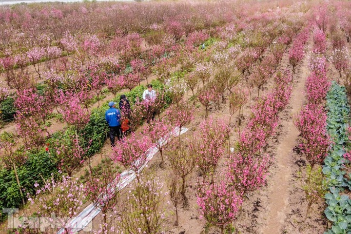 Early peach blossoms worry Hanoi growers - 1 Early peach blossoms worry Hanoi growers - 1