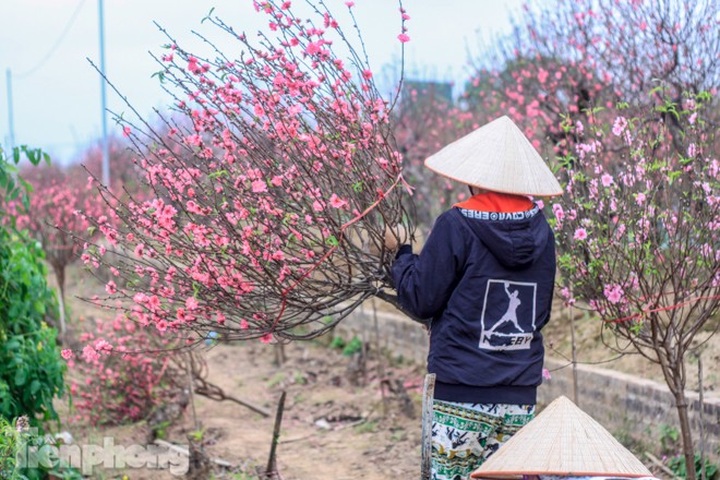Early peach blossoms worry Hanoi growers - 6 Early peach blossoms worry Hanoi growers - 6