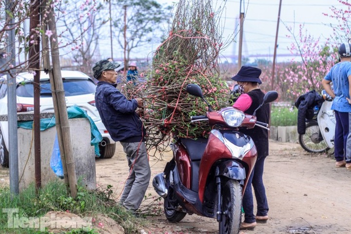 Early peach blossoms worry Hanoi growers - 5 Early peach blossoms worry Hanoi growers - 5