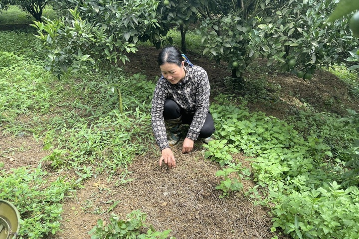 Hoa Binh vows to curb earthworm hunting - 1