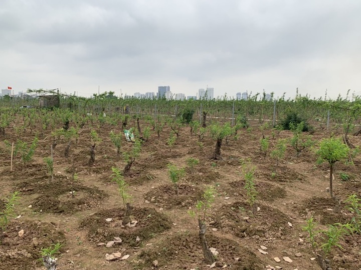 Land prices soar along Hanoi's Red River - 1