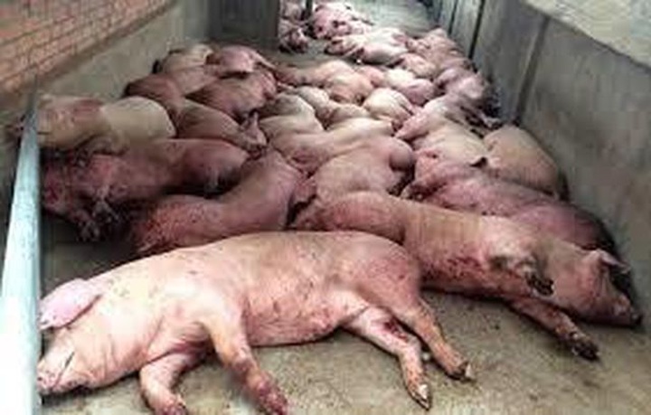 Two more localities hit by African swine fever - 1