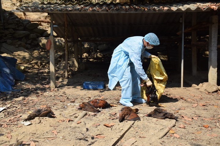 Mass chicken cull in Quang Nam following avian flu outbreak - 1