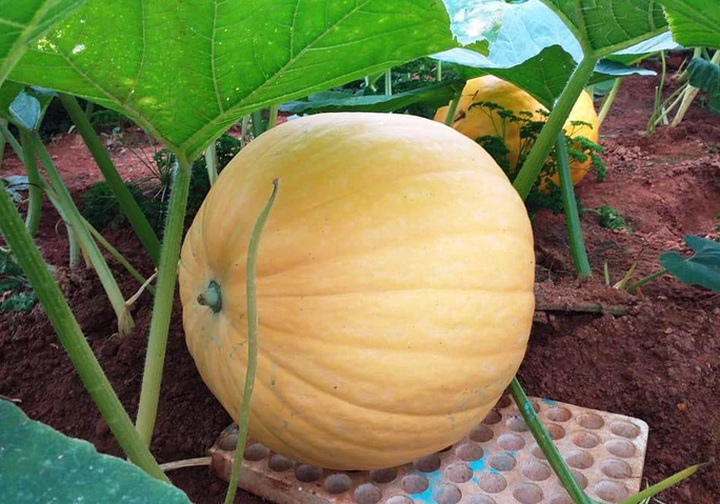 Giant pumpkins prepared for Halloween - 2
