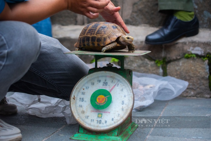 Rare turtles at HCM City pagoda rescued - 2 Rare turtles at HCM City pagoda rescued - 2