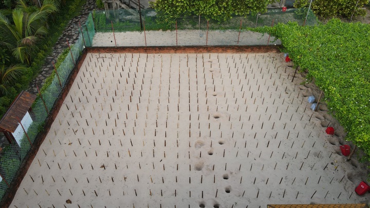 Con Dao National Park releases nearly 123,000 baby turtles - 1