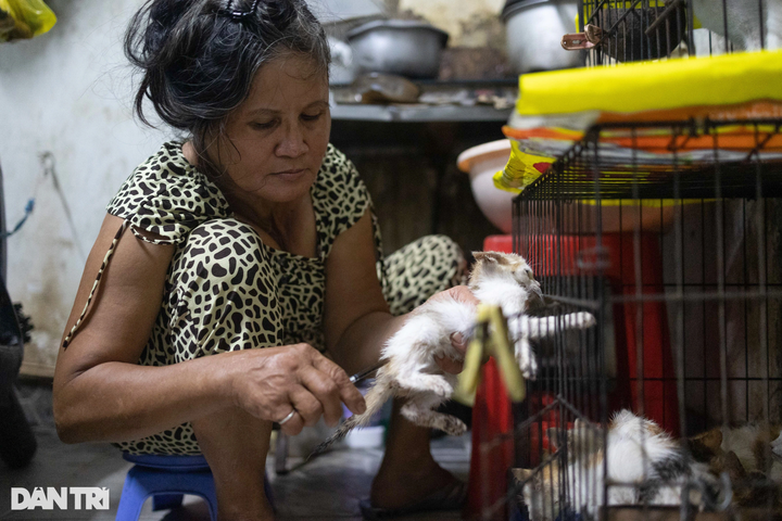 HCM City woman’s love for abandoned cats - 6
