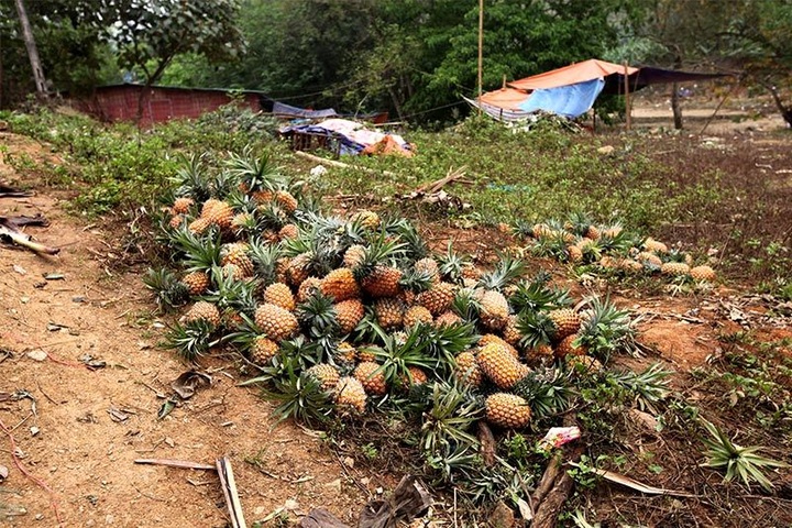 Pineapples dumped following halt to Chinese exports - 3