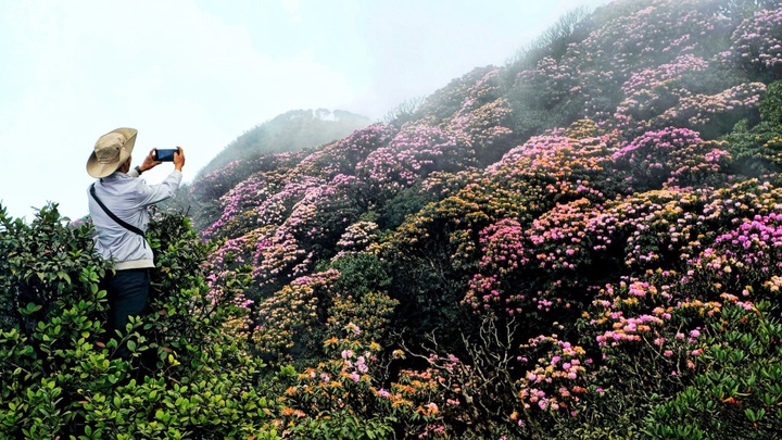 Mountain azalea bloom in Lai Chau - 4 Mountain azalea bloom in Lai Chau - 4