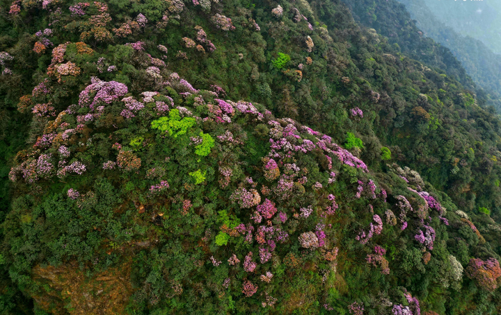 Mountain azalea bloom in Lai Chau - 1 Mountain azalea bloom in Lai Chau - 1
