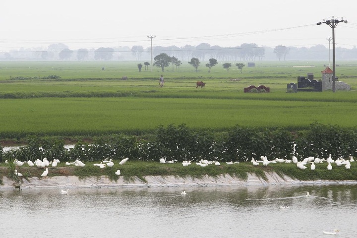 Rice paddy fields in Hanoi’s outskirts - 10