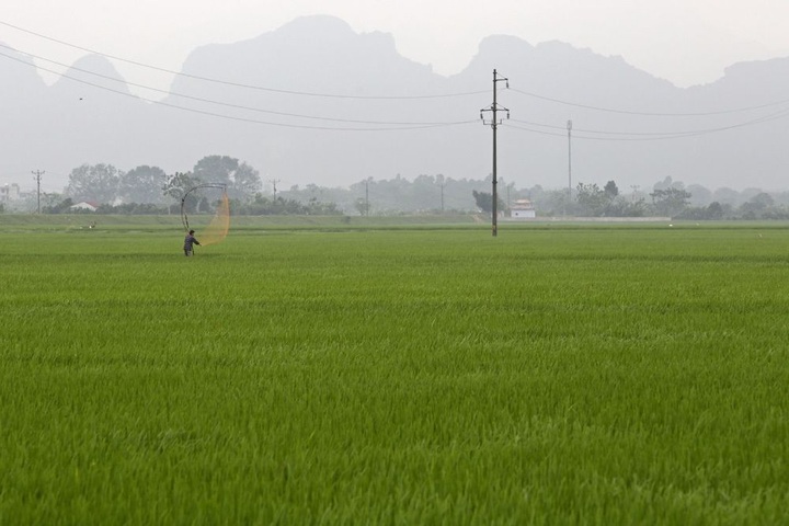 Rice paddy fields in Hanoi’s outskirts - 2