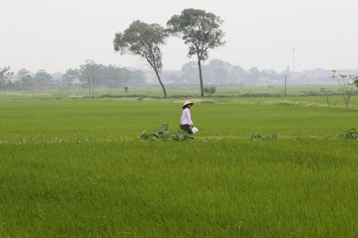 Rice paddy fields in Hanoi’s outskirts - 5