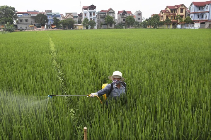Rice paddy fields in Hanoi’s outskirts - 6