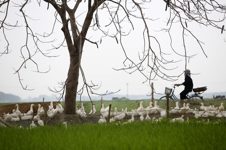 Rice paddy fields in Hanoi’s outskirts - 7