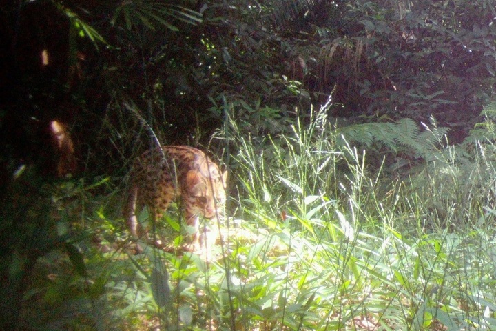 Dozens of rare animals captured in Quang Tri nature reserve through camera traps - 1