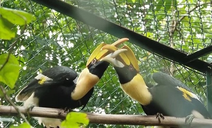 Phong Nha-Ke Bang National Park receives 11 rare animals - 1