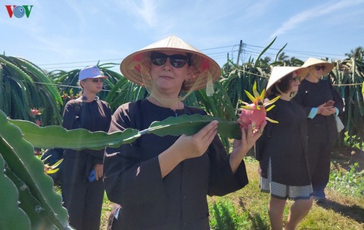 Binh Thuan launches tours to local dragon fruit gardens - 1