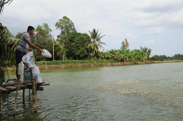 Half of Mekong Delta region’s tra fish plants suspended due to pandemic - 1 Half of Mekong Delta region’s tra fish plants suspended due to pandemic - 1