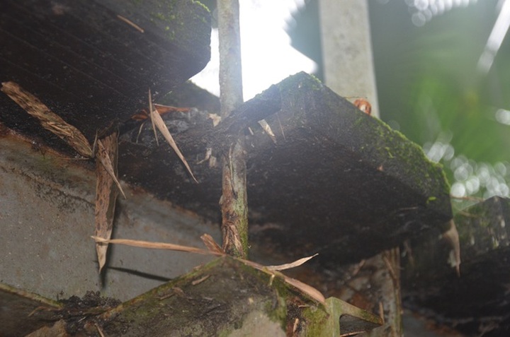 Dilapidated bridges in Quang Binh in need of renovation - 5