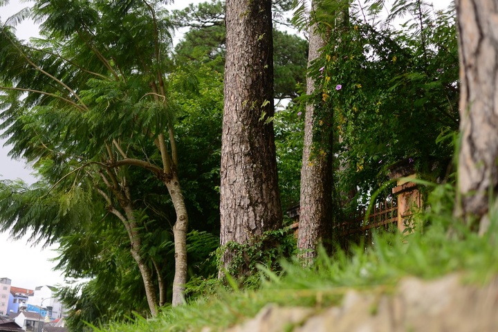 Hundreds of Dalat old trees to be cut down for road upgrade - 3 Hundreds of Dalat old trees to be cut down for road upgrade - 3