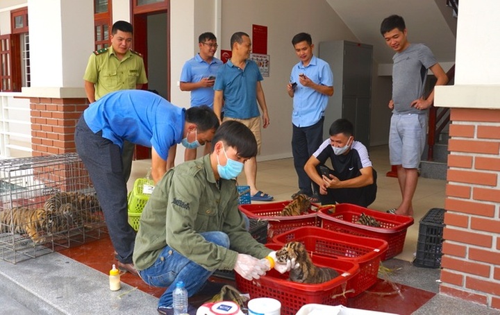 Two men detained trafficking tigers - 2