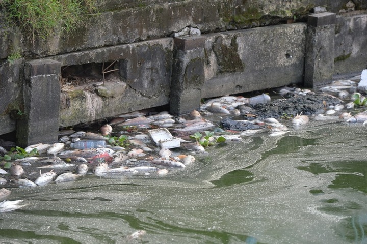 Mass fish deaths in Hanoi's West Lake - 1